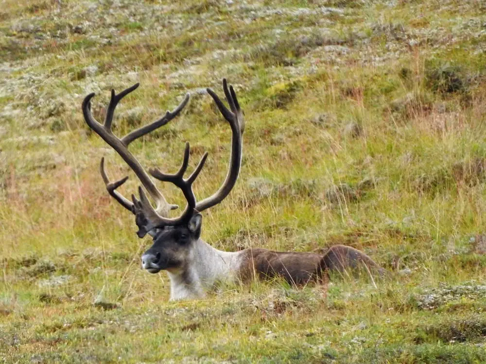 caribou resting in grass