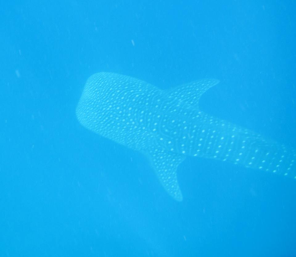 swim with whale sharks Maldives