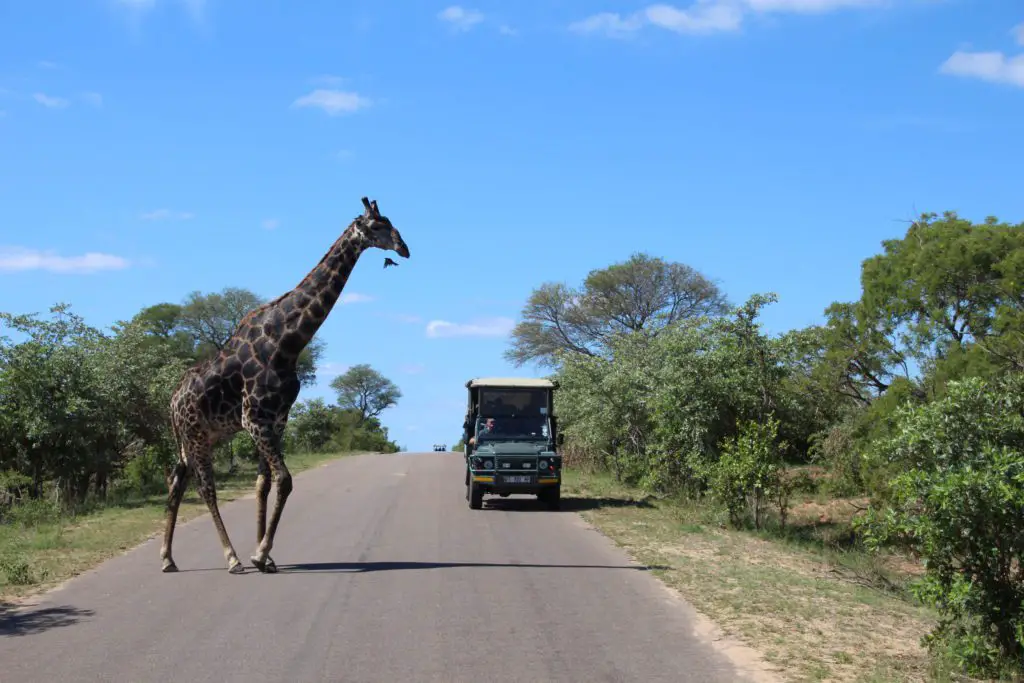 3 days Kruger National Park. Seeing the Big 5.