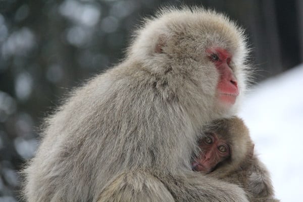 Hakuba to Snow Monkeys of Japan – a unique encounter
