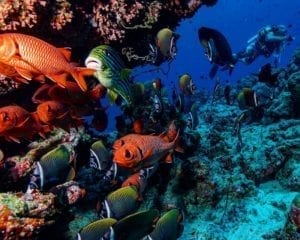 Best Dive Resort Maldives- with prices and epic photos