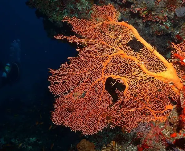 Hudhuveli Out reef- Bandos island diving