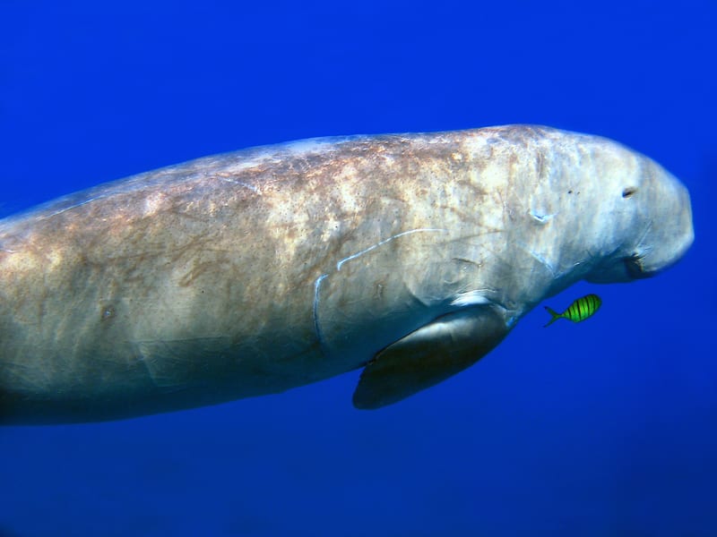 Kayak in search of Dugong in Vanuatu- 2 hour tour.