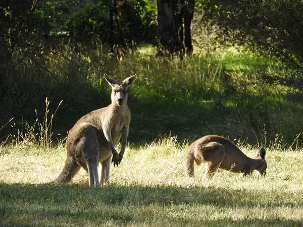 grampians resize d