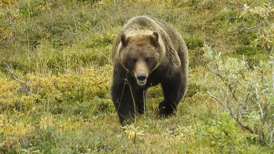 Visiting America for the first time - a grizzly in Alaska's Denali National Park