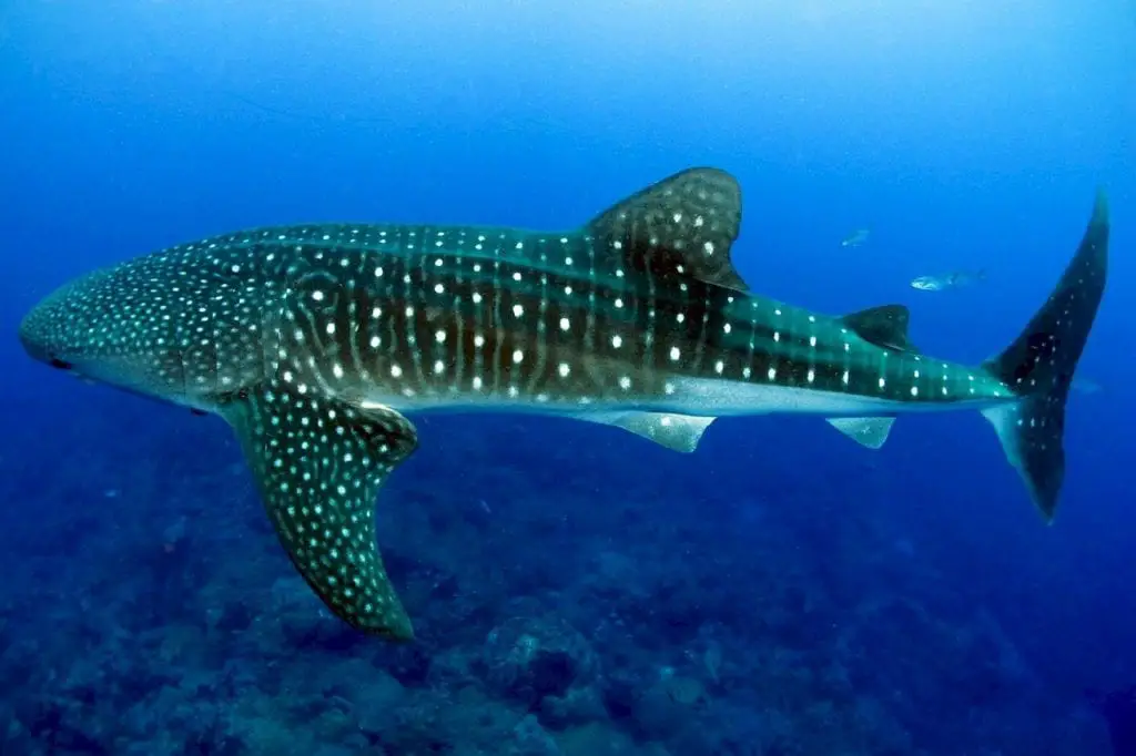 swim with whale sharks Maldives