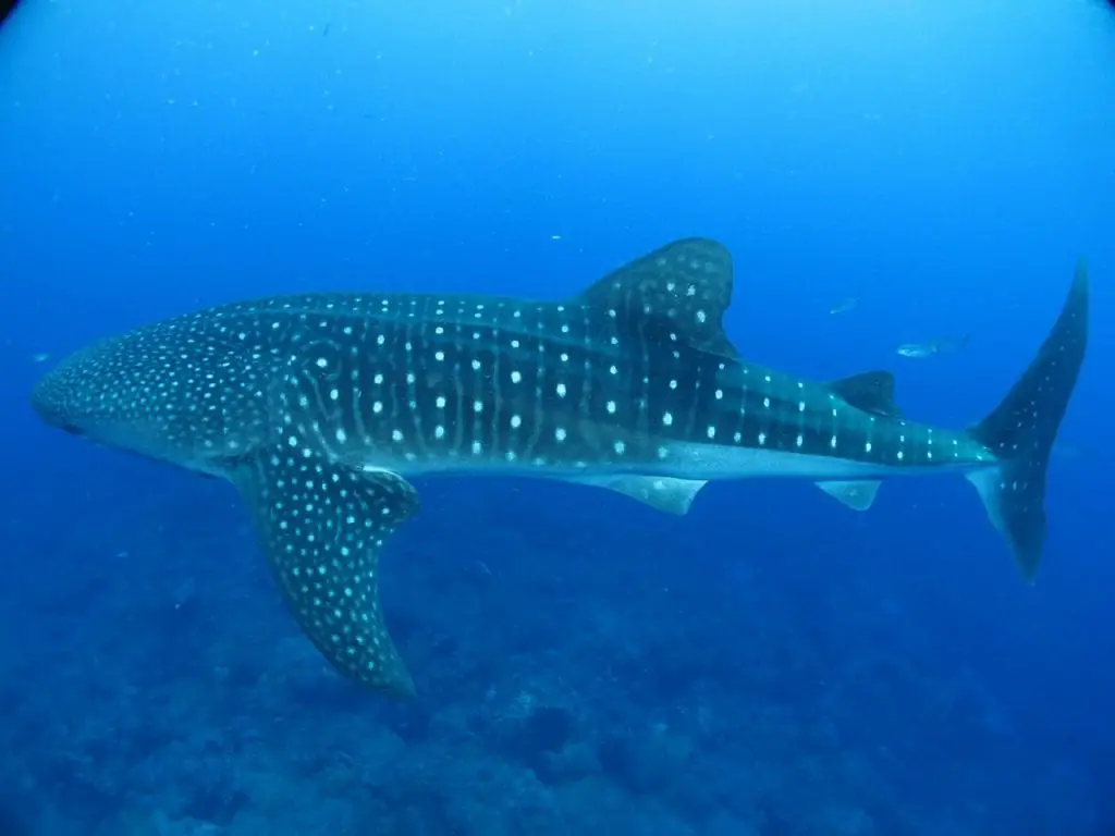 whale shark -first time visit to Maldives
