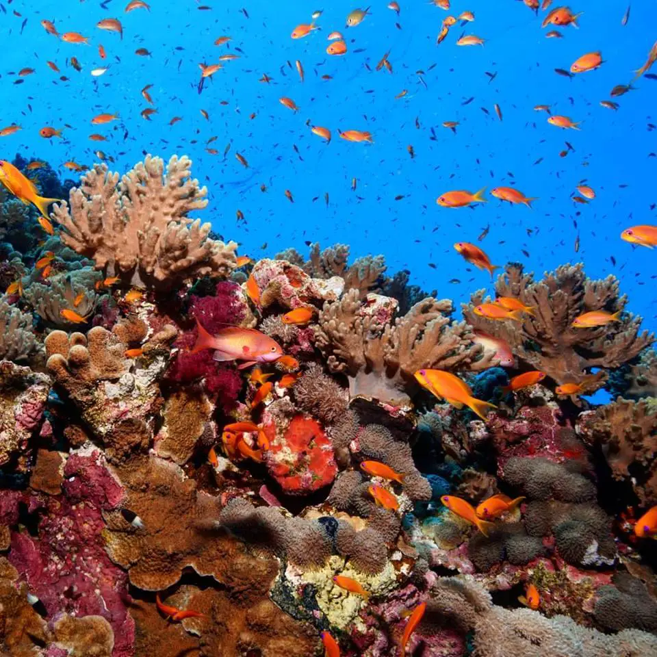 underwater corals and marine life