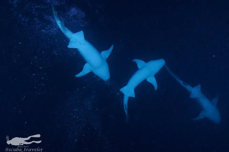 dive j dive j