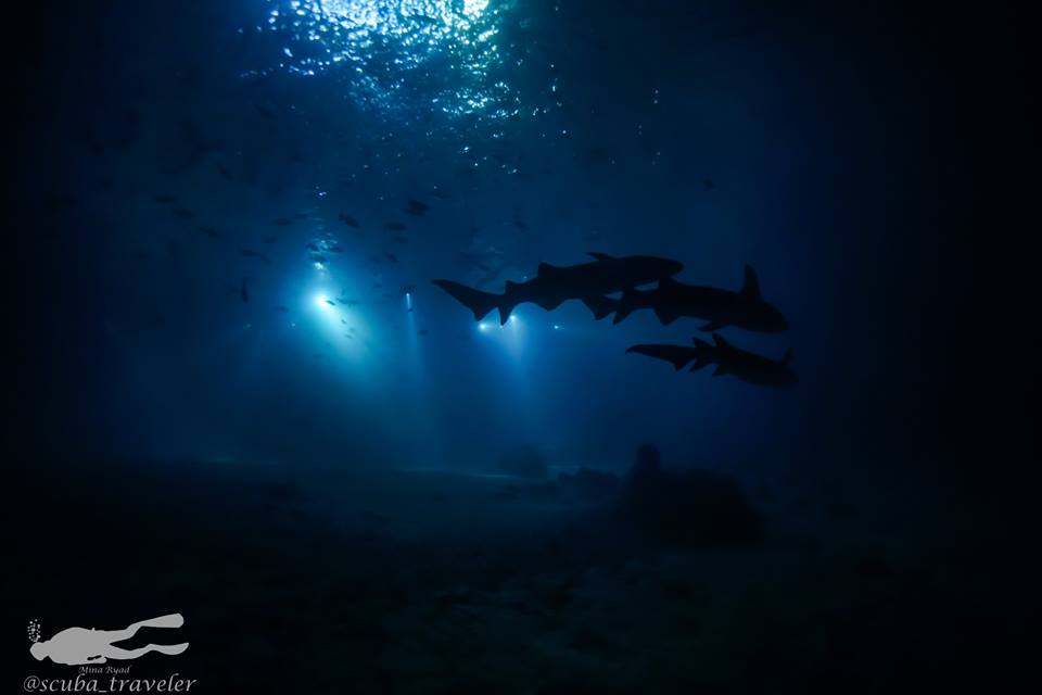 Fulidhoo Dive in the Maldives-a true shark haven.