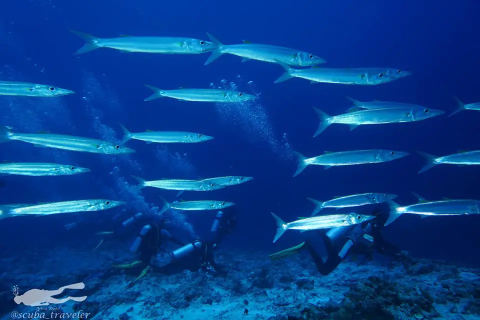dive r dive r