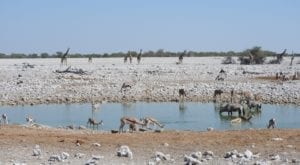Visiting Etosha National Park, Namibia- a love of wildlife