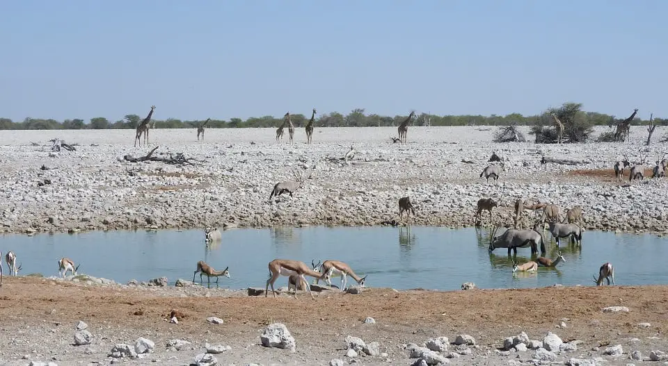 Visiting Etosha National Park, Namibia- a love of wildlife