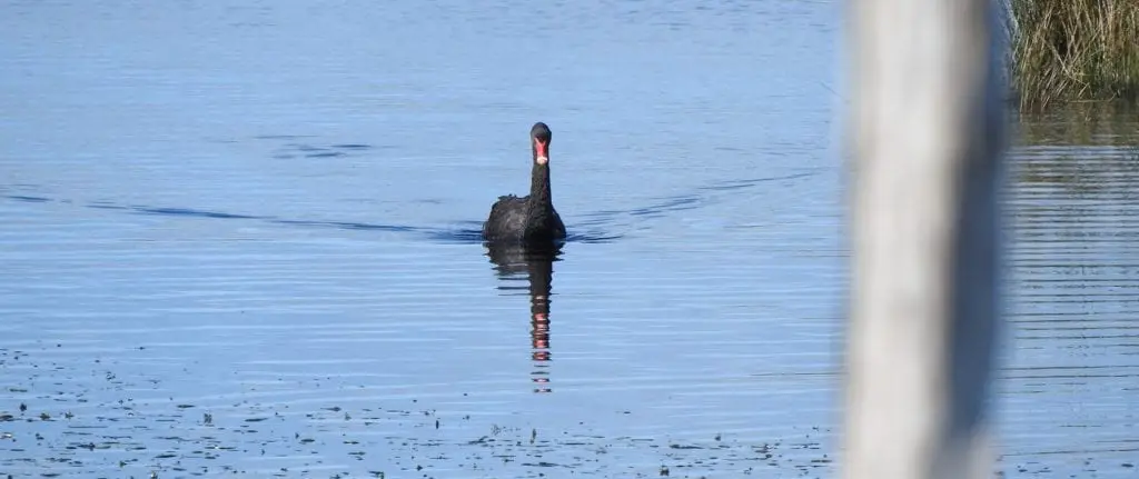 Swan Lake Phillip Island –  peaceful bird sanctuary