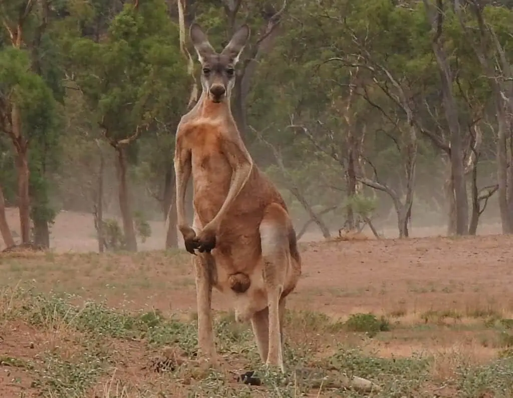 Adelaide to flinders ranges big kangaroo looing toward the camera