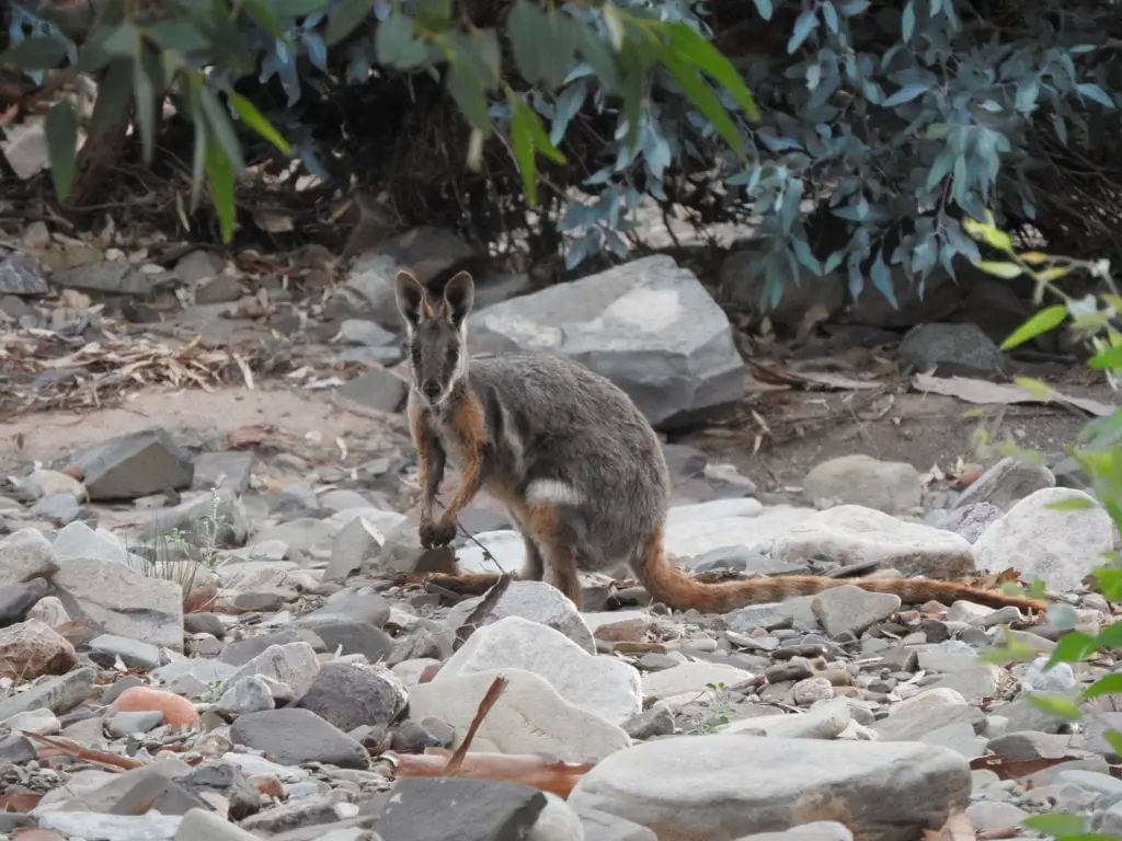 Adelaide to flinders ranges rock wallaby in bush