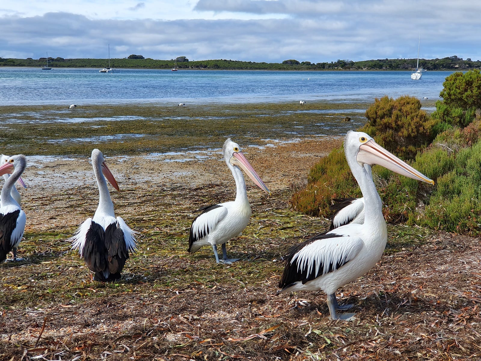 Pelicans waiting for a feed