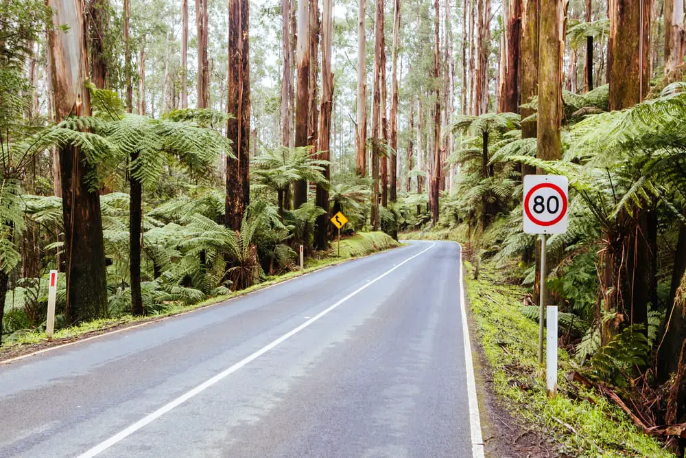 road with ferns and tall trees