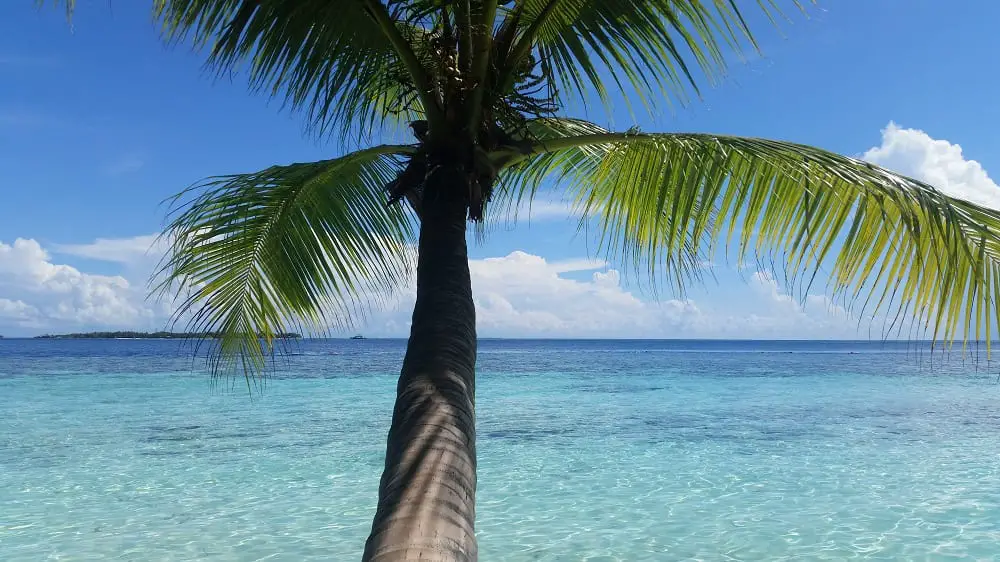 maldives itinerary - tropical palm tree
