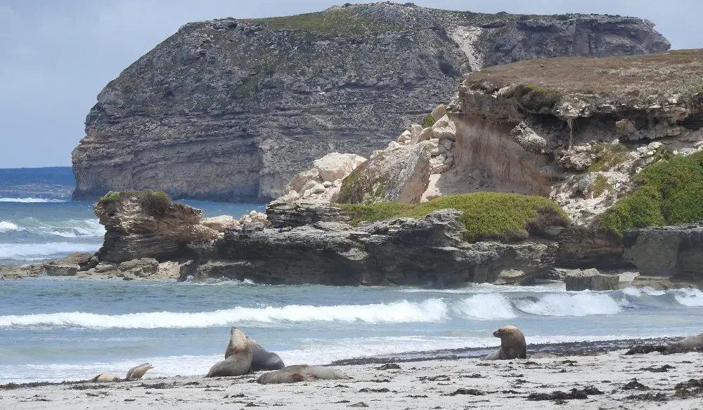 Kangaroo Island seals 