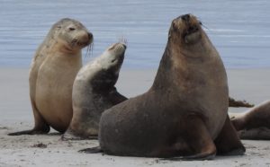 Kangaroo Island Seals – where to see seals KI