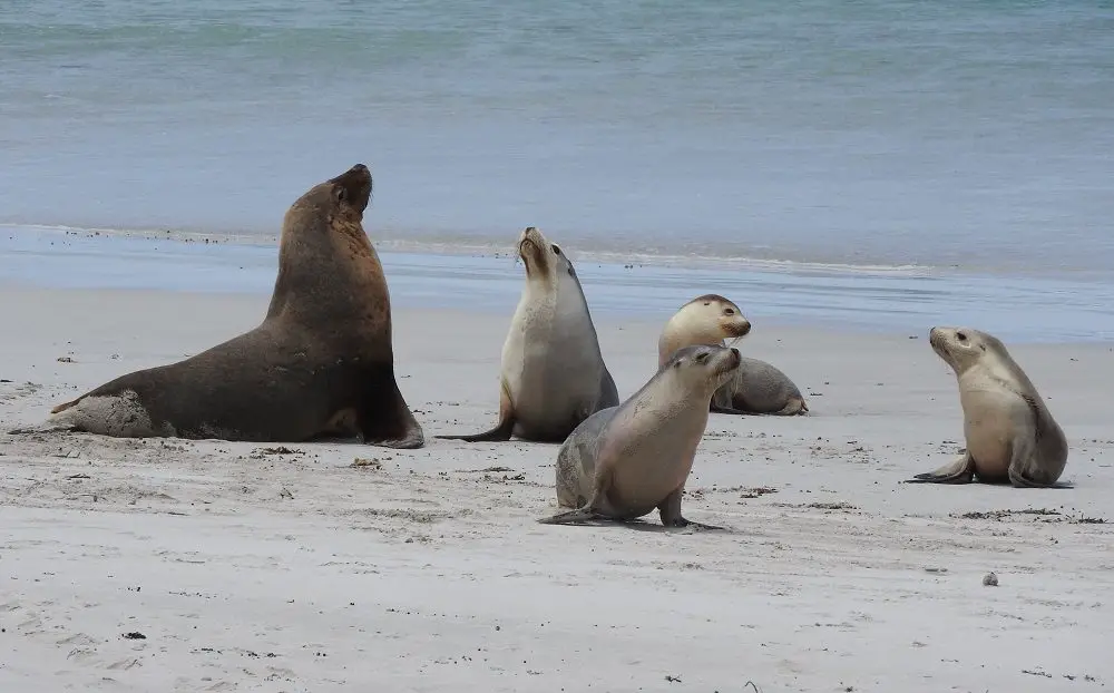 Kangaroo Island seals 