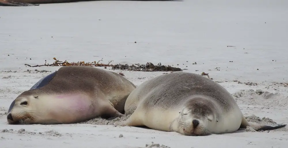 Kangaroo Island seals 