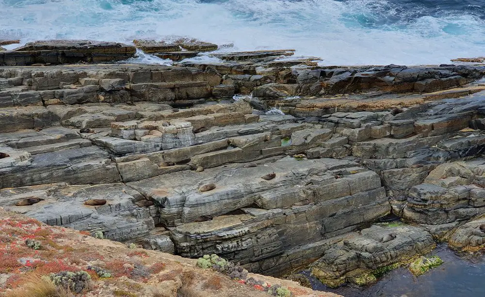 Kangaroo Island seals 