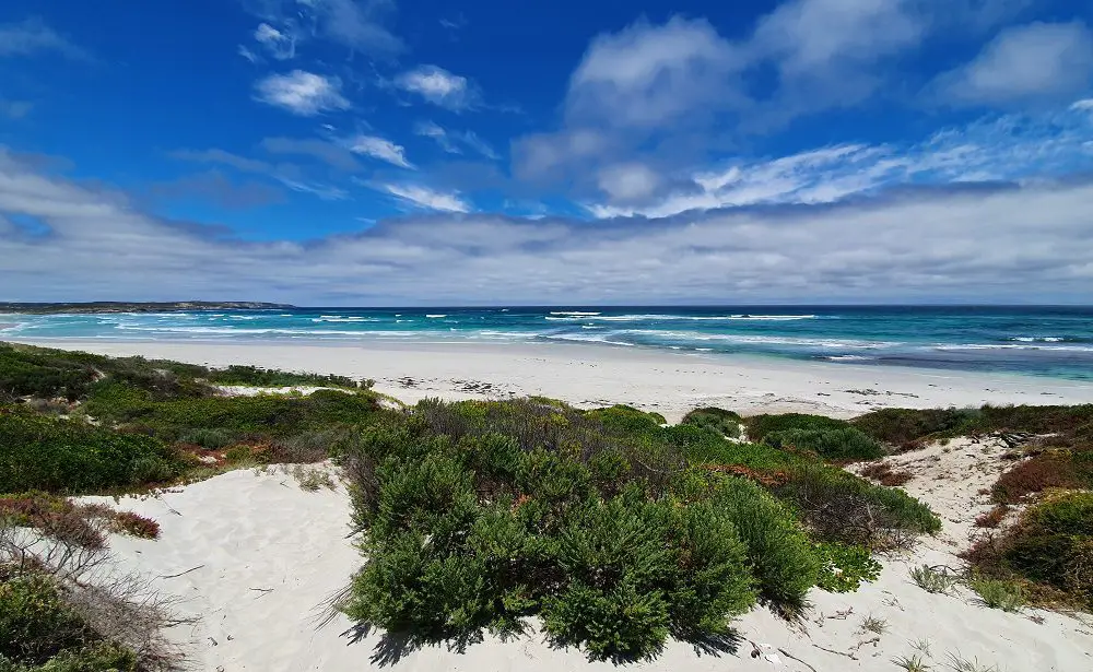 Kangaroo Island seals 