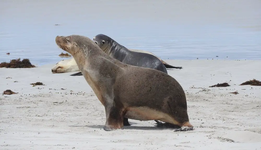 Kangaroo Island seals 