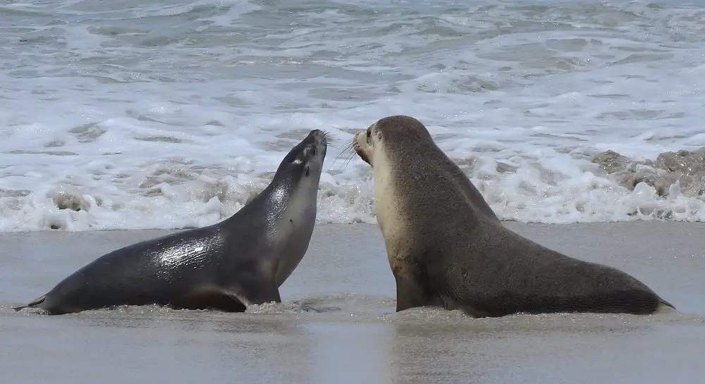 Kangaroo Island seals 