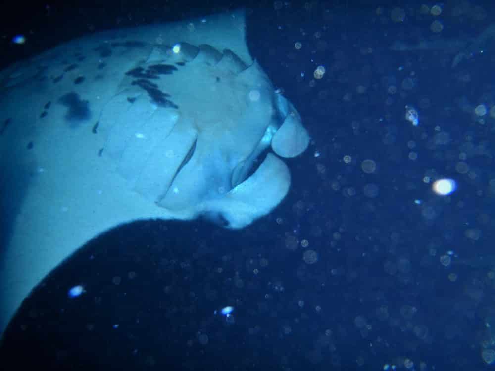 night snorkel with manta rays kona