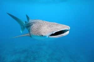 Swim with Whale Sharks Maldives – which resorts & prices