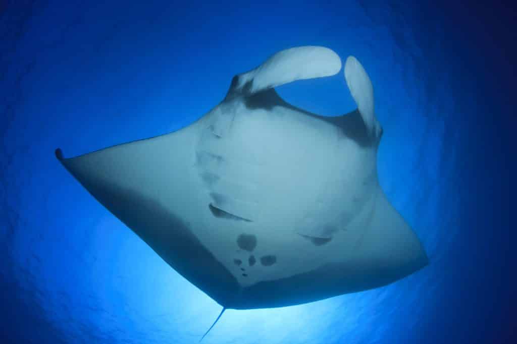 Night snorkel with Manta Rays, Kona Hawaii – absolutely insane