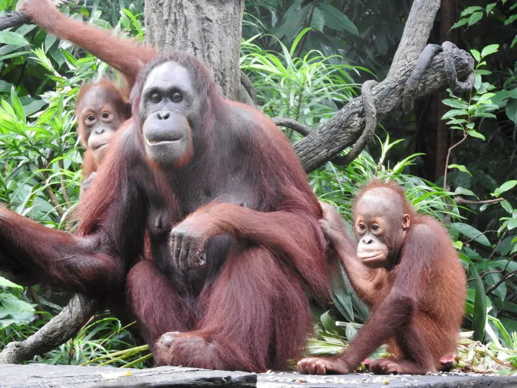 Breakfast with Orangutans Singapore Zoo -amazing & unique