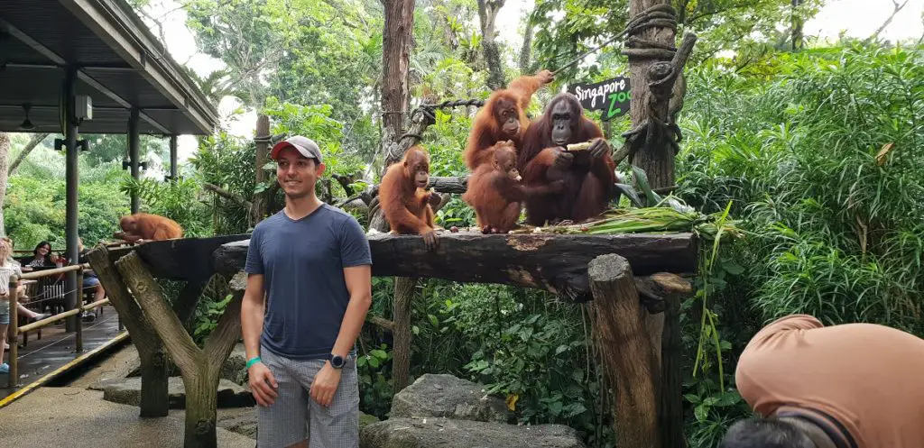 breakfast with orangutans Singapore zoo