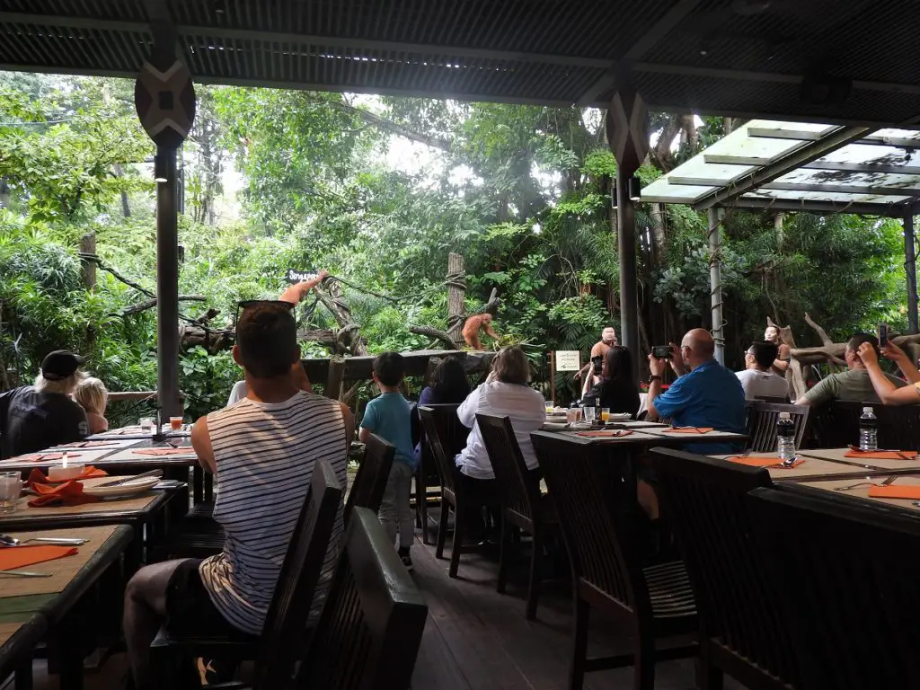 breakfast with orangutans Singapore zoo