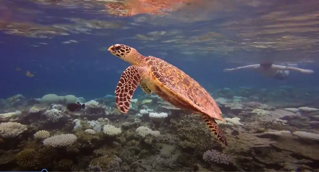 vilamendhoo island resort review turtle in ocean