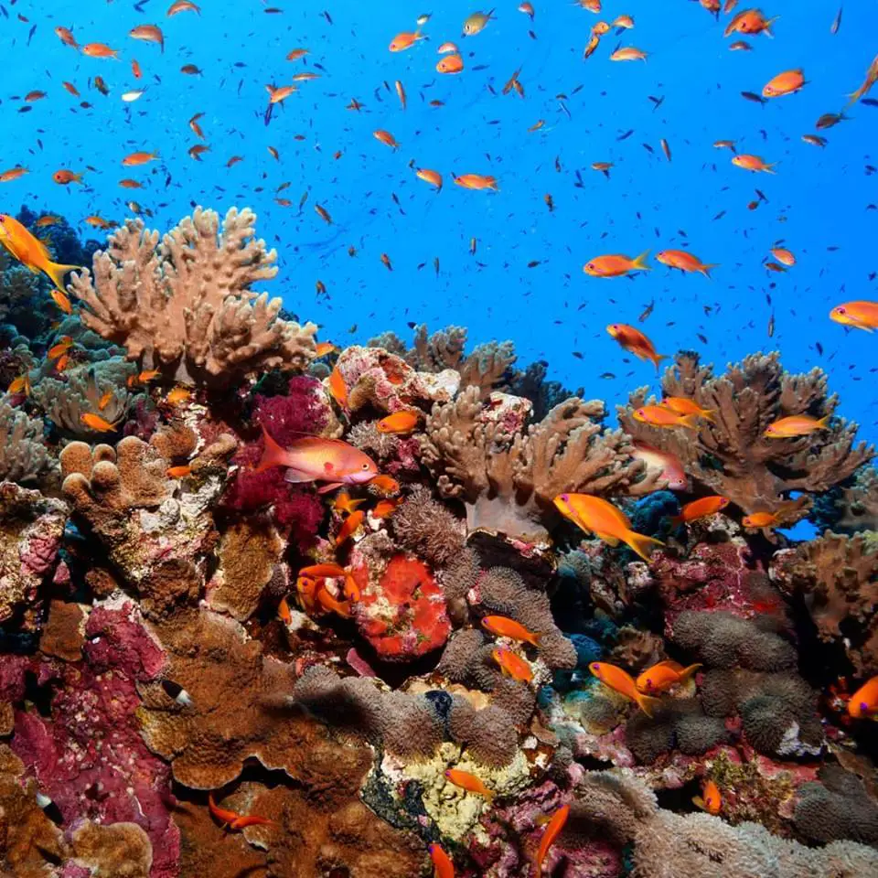 colorful coral and fish in the red sea. The fish are orange