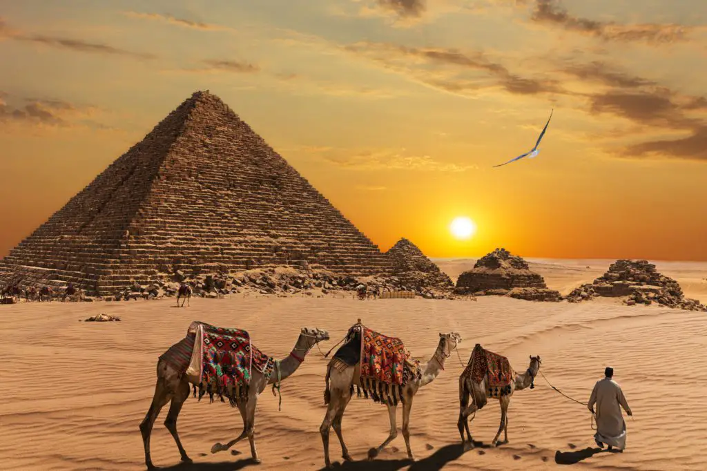 Pyramids at sunset with camel in the foreground - Egypt on a budget