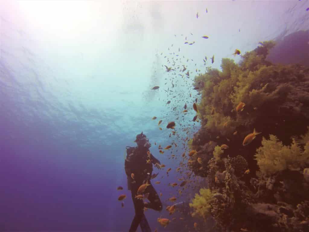 A diver is surrounded by small fish and a coral garden of green soft corals.