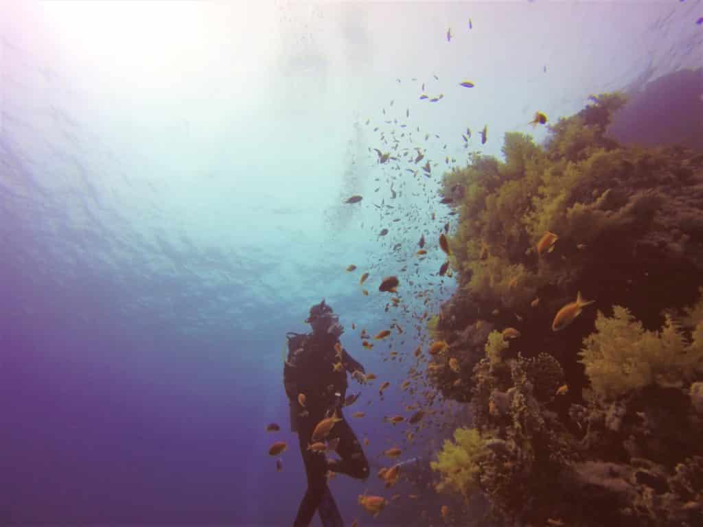 underwater diver in front of corals - Egypt 2 week itinerary
