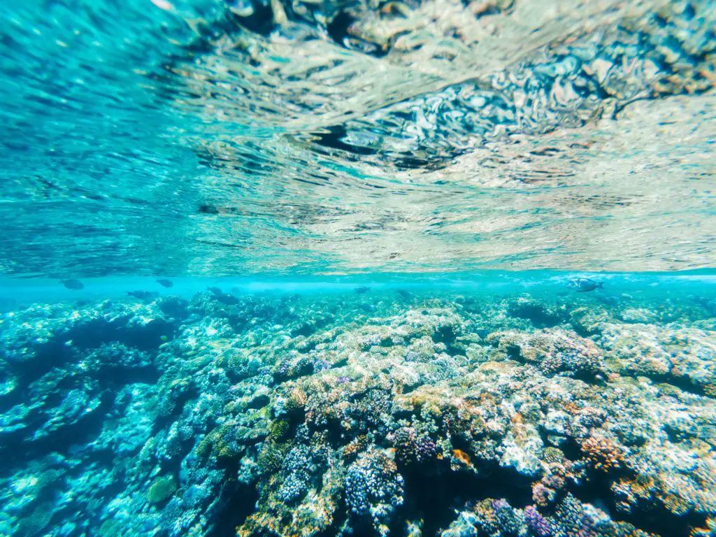 Underwater corals. Things to do in Sharm El Sheikh