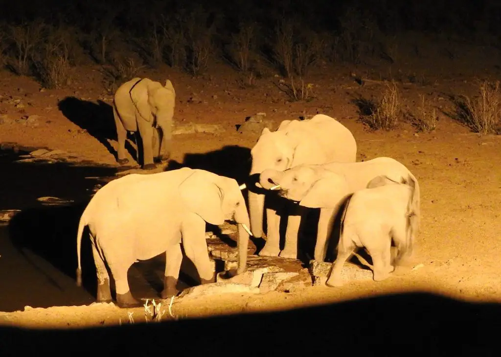 Visiting Etosha National park - elephants at waterhole at night