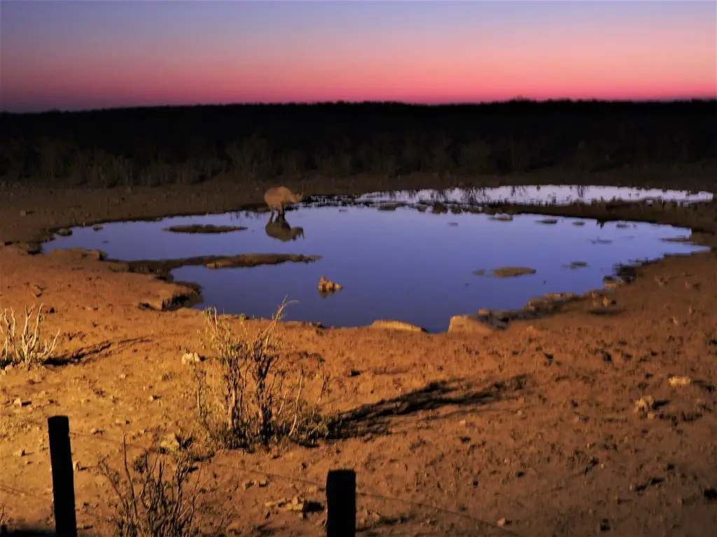 Visiting Etosha National park - rhino at waterhole on sunset