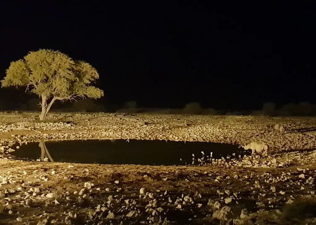 Visiting Etosha National park - rhino at waterhole at night