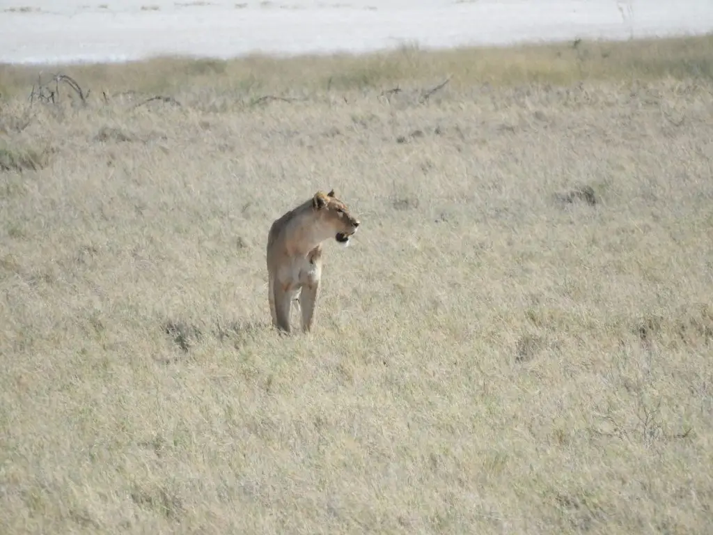 lion in the grass
