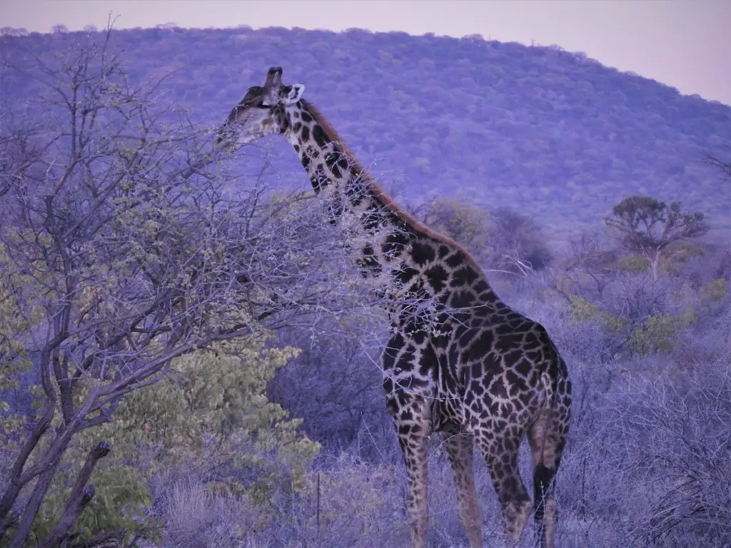 giraffe feeding on the tall trees