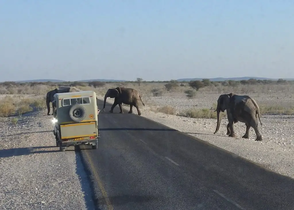 elephants crossing the road in Etosha with game vehicle parked
