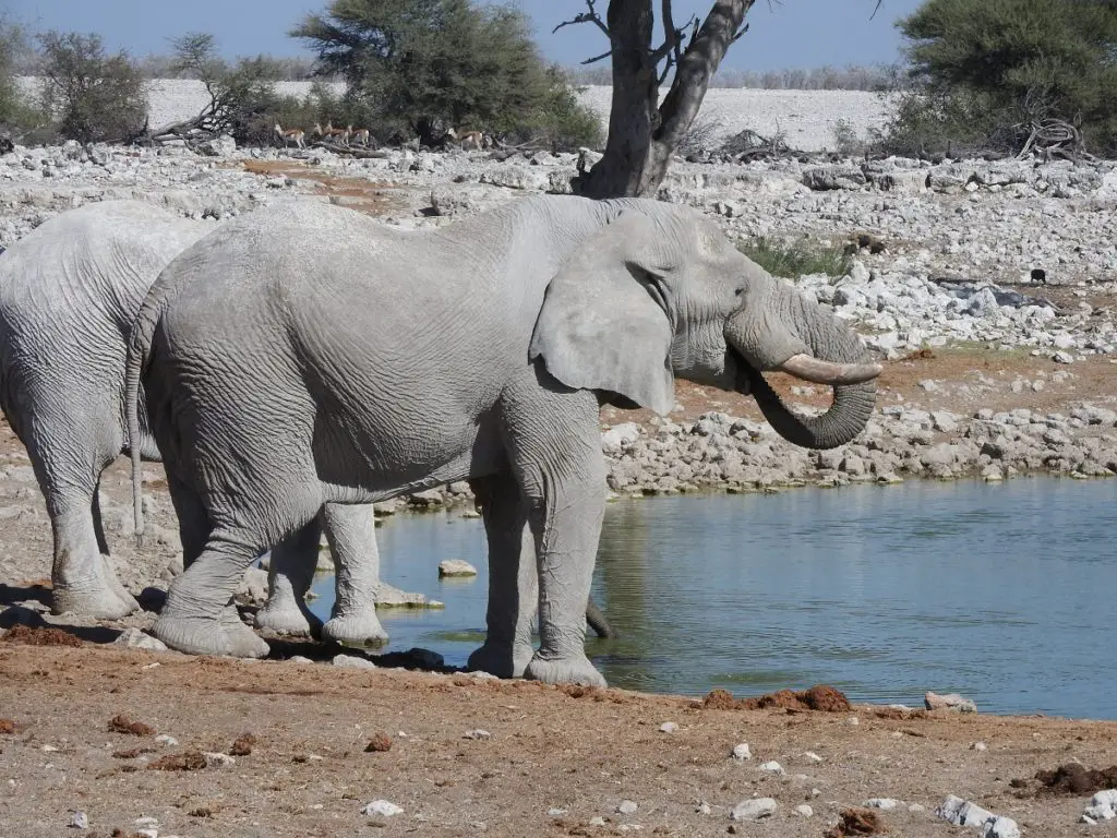 elephants drinking at waterhole